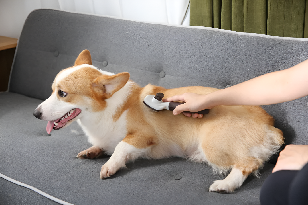 Grooming and Care Essentials for Healthy Pets